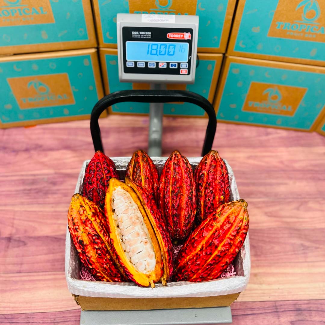 Cacao Pod Box Specialty Box Tropical Fruit Box 