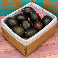 Thumbnail for Avocado Oro Negro For Sale