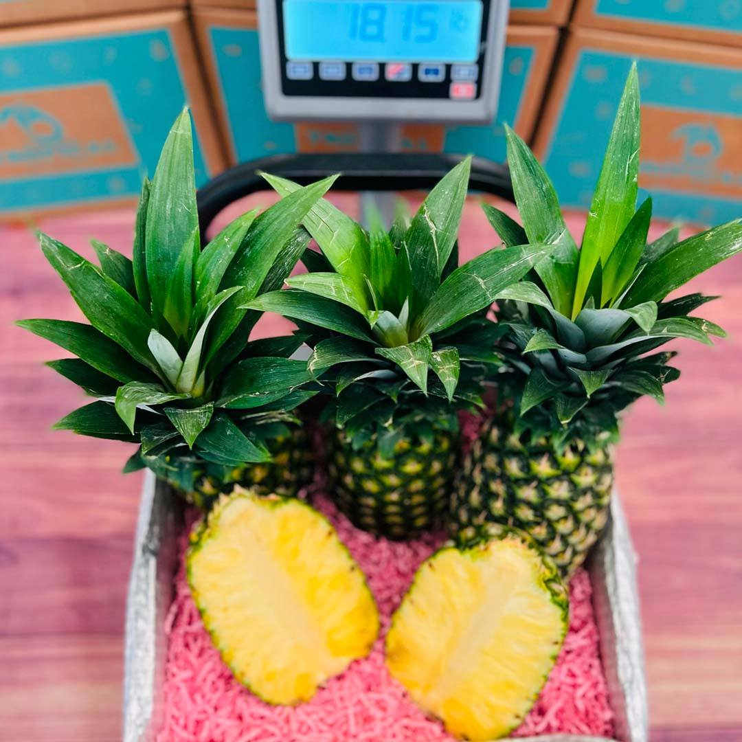 Premium Tropical Golden Pineapple Box Produce Box Tropical Fruit Box 