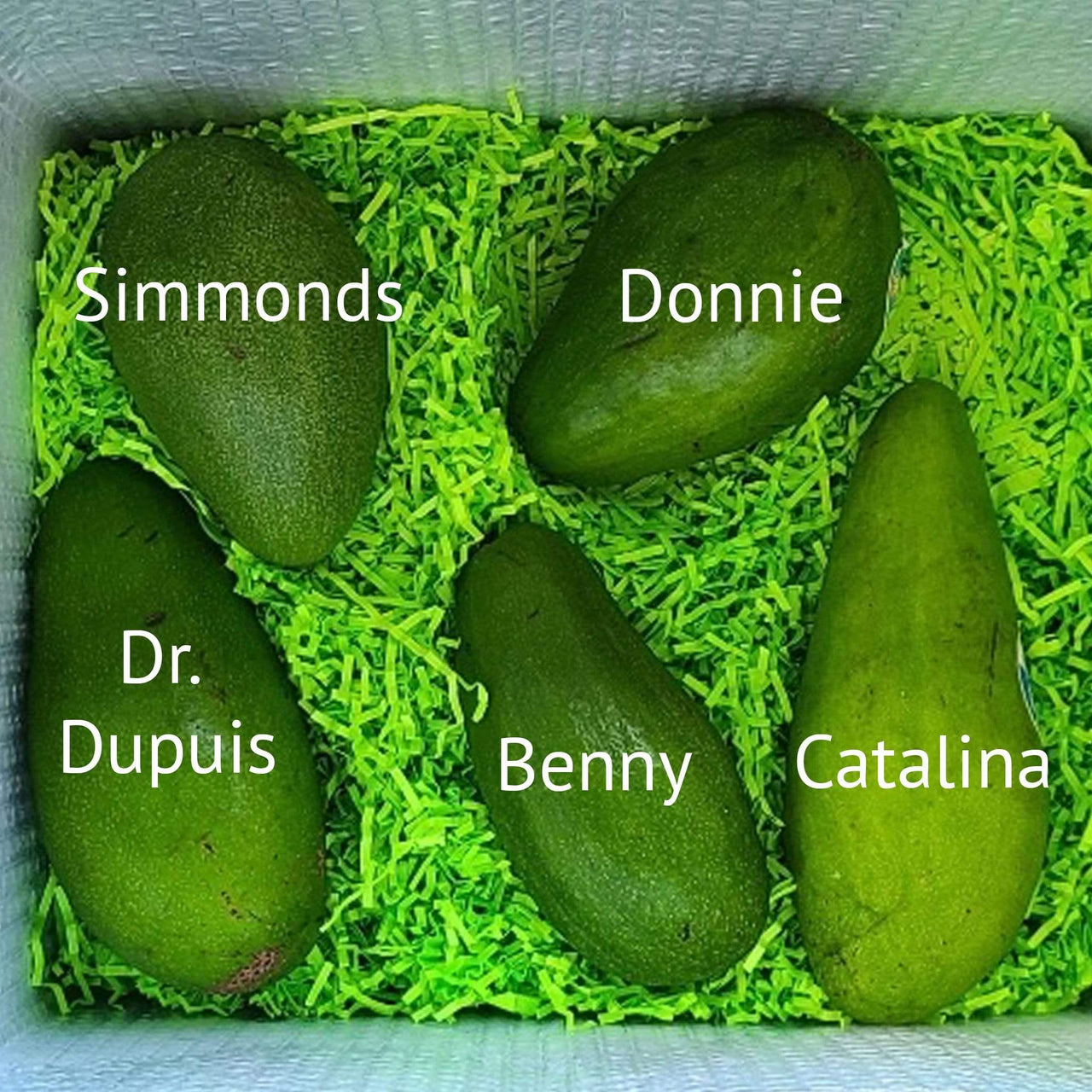 Tropical Avocado Tasting Box