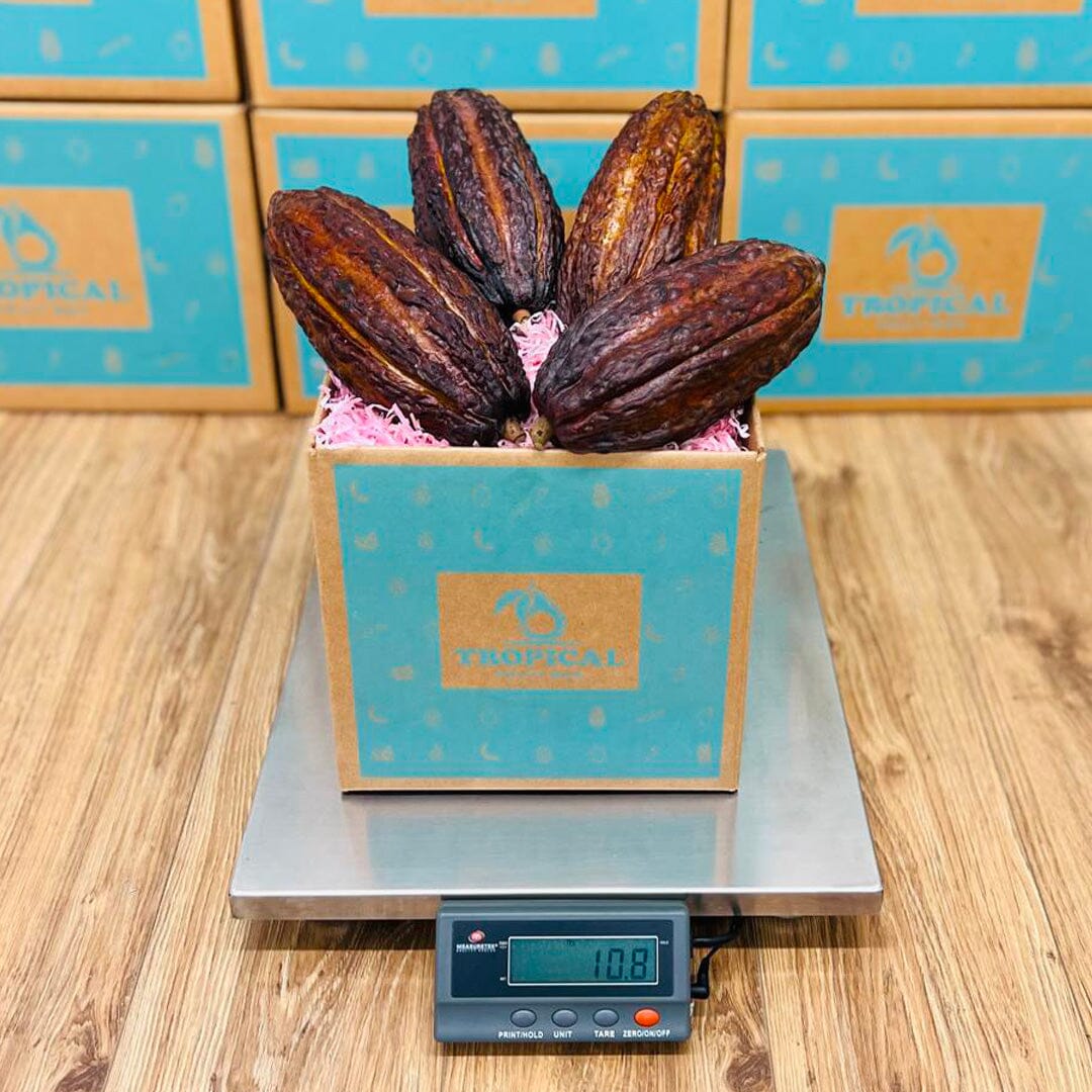 Fresh Cacao Fruit Box For Sale - Order Your Fresh Cacao Fruit Today