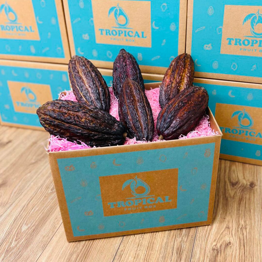 where to buy cacao seeds for planting Cacao Fruit Box