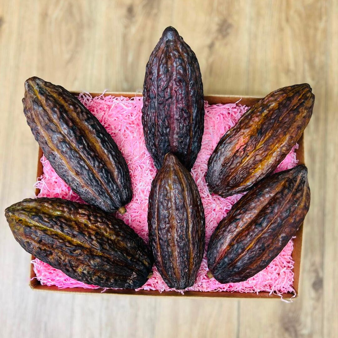 fresh cacao seeds for planting wet cocoa seeds Cacao Fruit Box