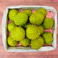 Thumbnail for Cherimoya Fruit (Custard Apple) Box Specialty Box Tropical Fruit Box Large (16 Pounds) 