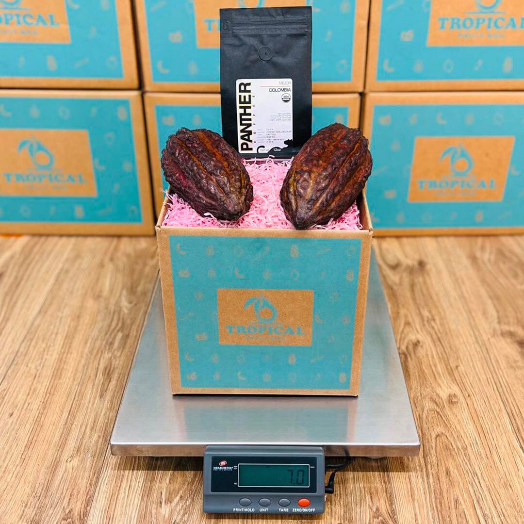 Cacao & Coffee Box GoogleON Tropical Fruit Box 