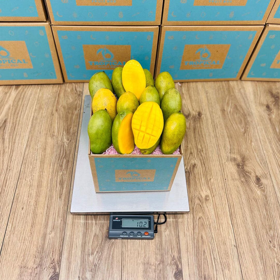 Francine Premium Mango Box GoogleON Tropical Fruit Box 