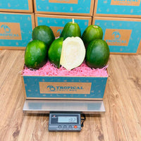 Thumbnail for Green Papaya Box Tropical Fruit Box Large 00879502008469