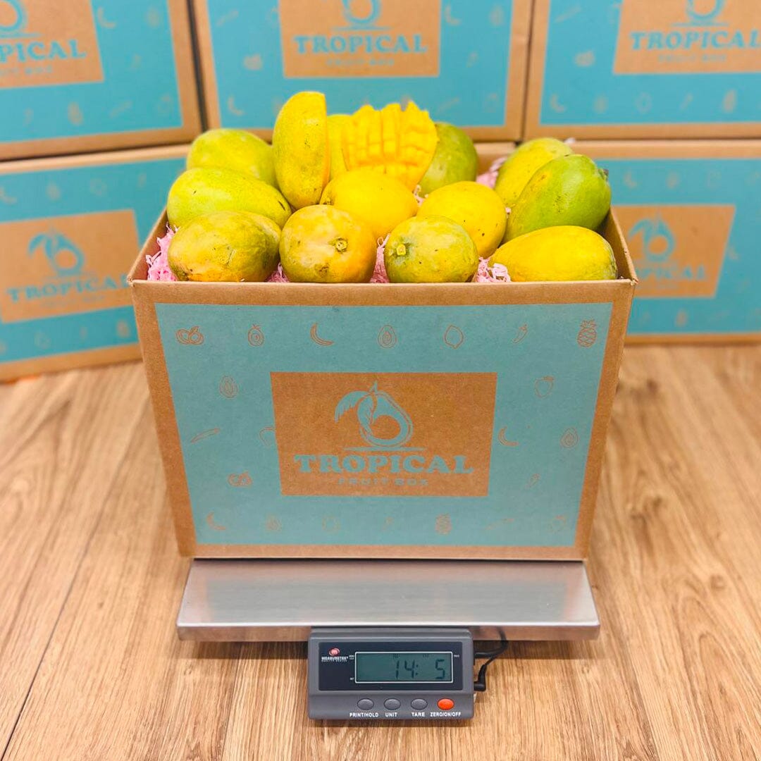 Mingolo Mango Box - Small (5 Pounds) - Tropical Fruit Box