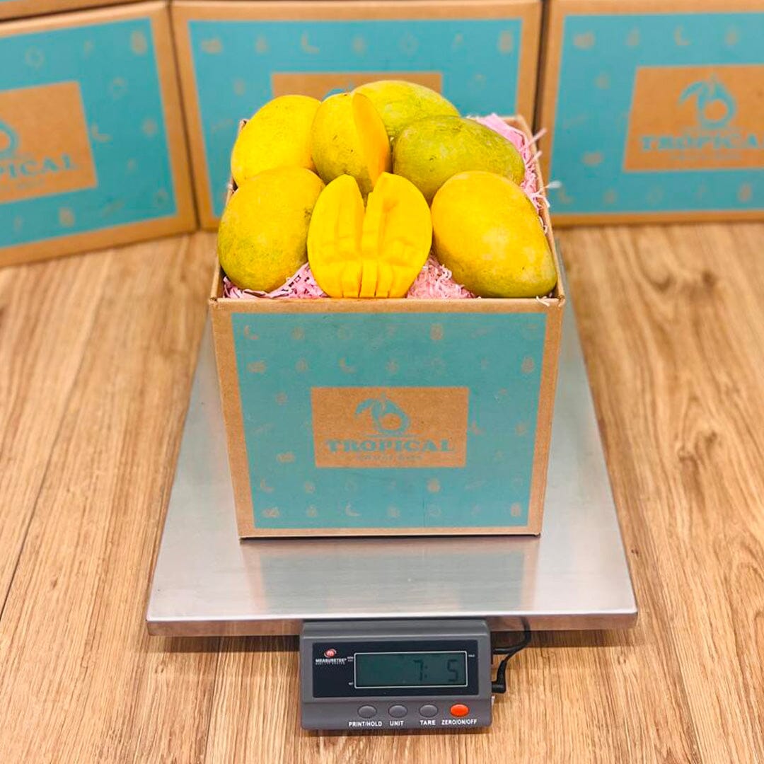 Mingolo Mango Box - Medium (8 Pounds) - Tropical Fruit Box