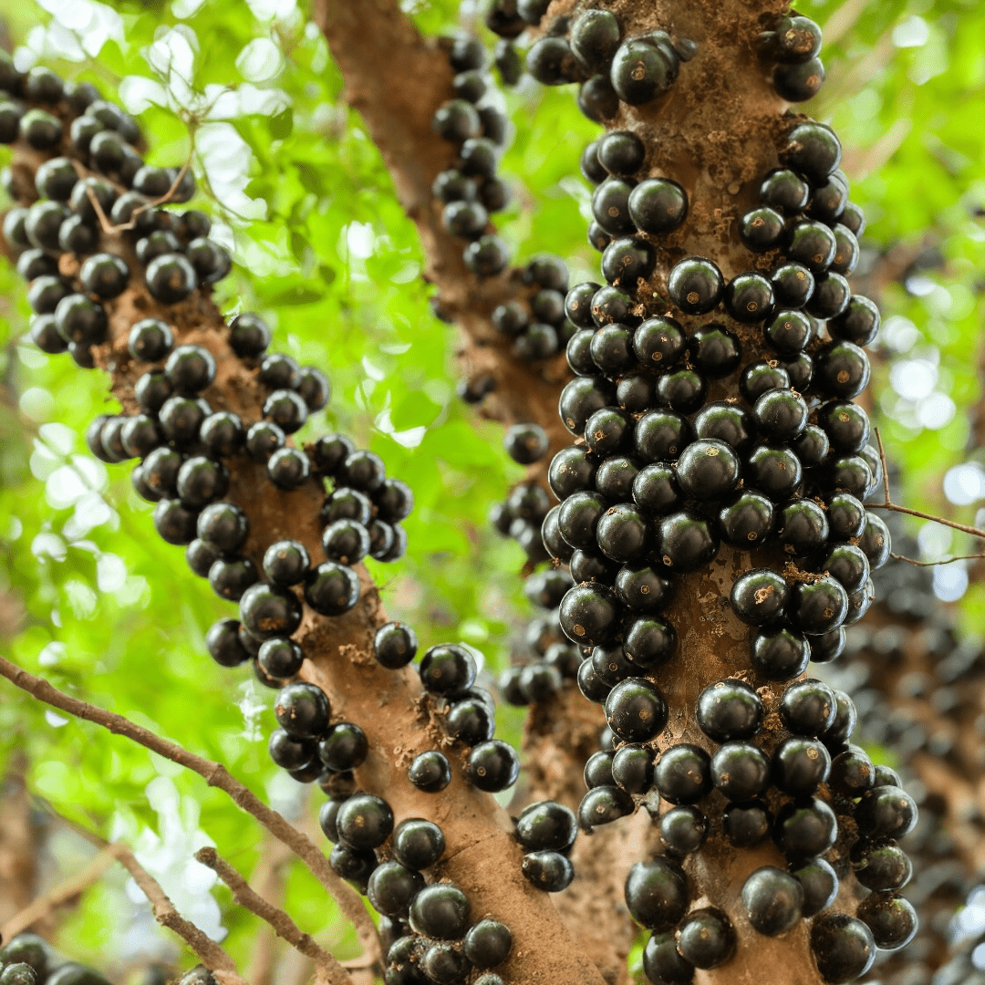 Jaboticaba aka Brazilian Grapes Grapes Tropical Fruit Box 5lbs 