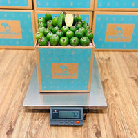 Thumbnail for Feijoa Pineapple Guava Box GoogleON Tropical Fruit Box 