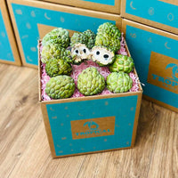 Thumbnail for Fresh Sugar Apple | Sweet Sop | Anon Box Specialty Box Tropical Fruit Box 