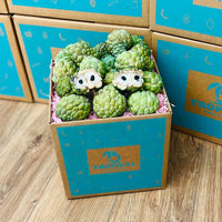 Thumbnail for Fresh Sugar Apple | Sweet Sop | Anon Box Specialty Box Tropical Fruit Box 