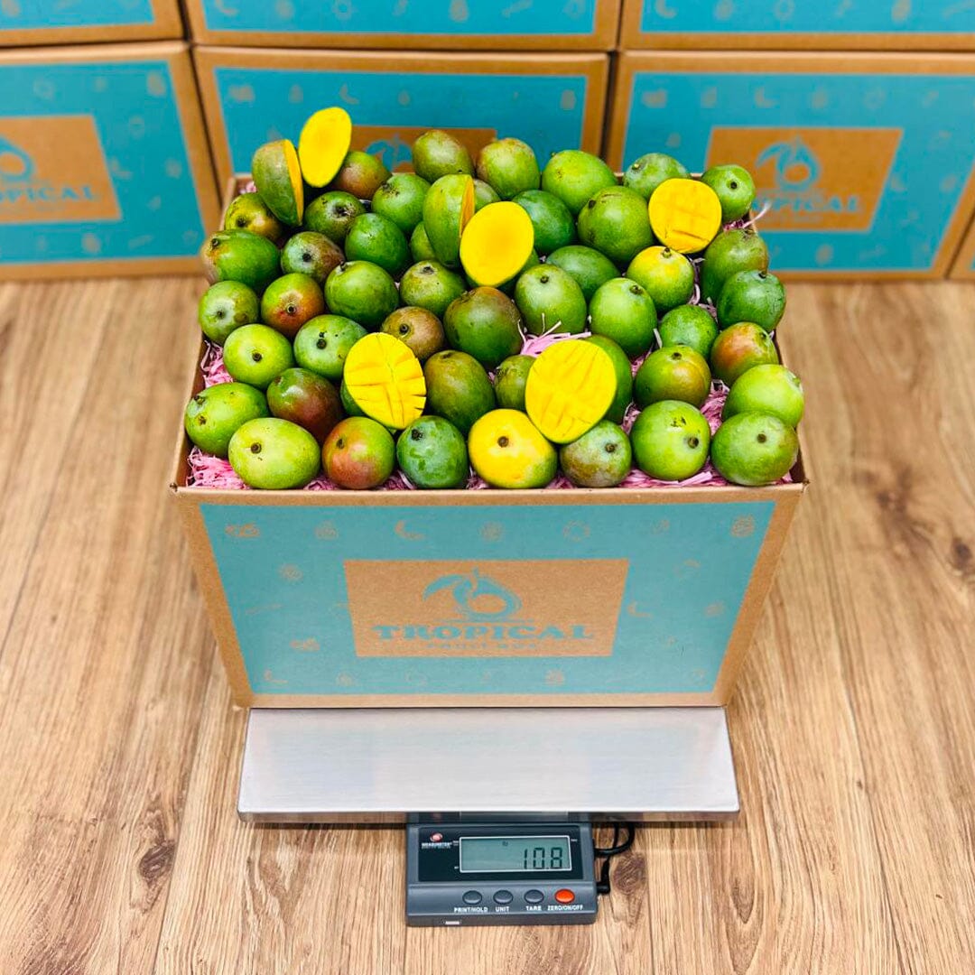 Sugar Mango Box GoogleON Tropical Fruit Box 