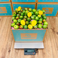 Thumbnail for Sugar Mango Box GoogleON Tropical Fruit Box 