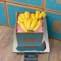 Thumbnail for Tropical Fruit Box Manzano bananas, yellow, 3 lb box on scale, BOGO offer