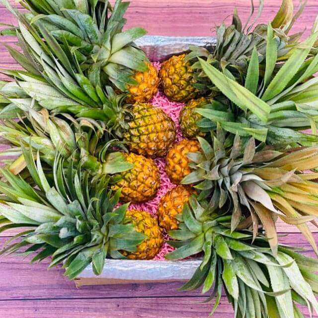 baby pineapple plant for sale Sweet Baby Pineapple Box