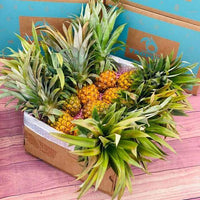 Thumbnail for Sweet Baby Pineapple BoxLarge (12 Baby Pineapples) 