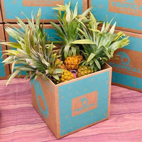 Thumbnail for Sweet Baby Pineapple BoxSmall (4 Baby Pineapples) 