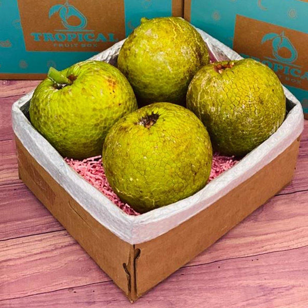 Breadfruit (Panapen, Ulu) Box Large Box (6 Breadfruits)