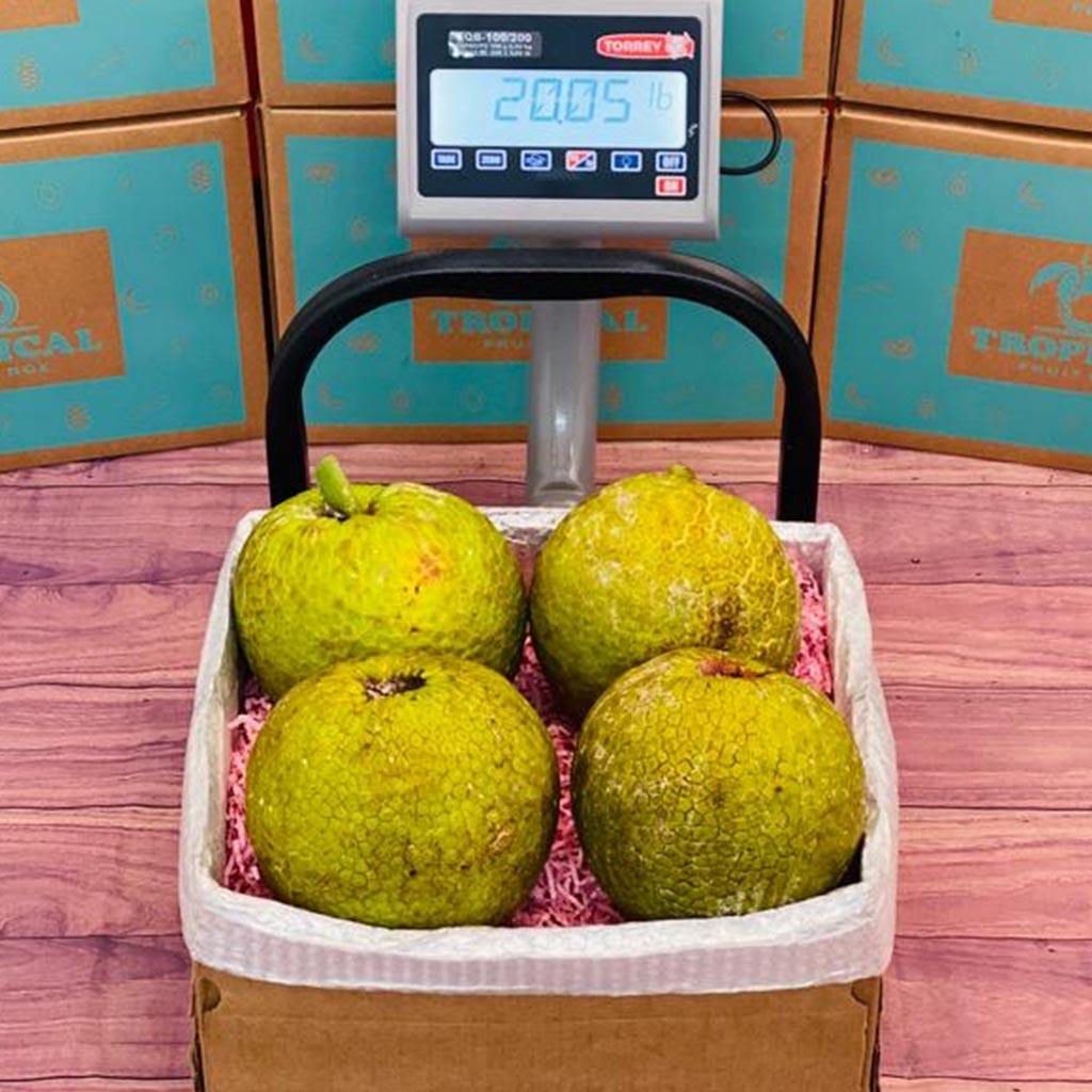 Ordering Breadfruit in a scale