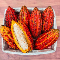 Thumbnail for Cacao Pod Box Specialty Box Tropical Fruit Box Large (16 lbs) 