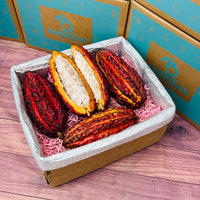 Thumbnail for Cacao Pod Box Specialty Box Tropical Fruit Box 
