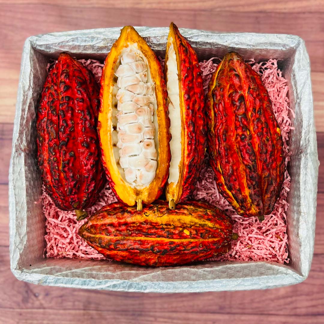 Cacao Pod Box Specialty Box Tropical Fruit Box Regular (8 lbs) 