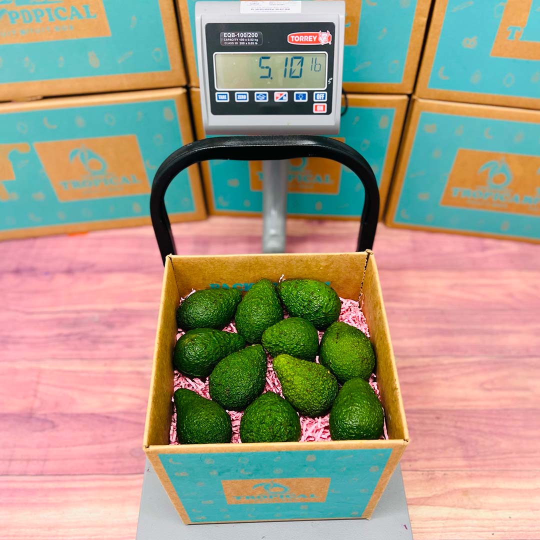 Avocado In Box Hass Avocado Box - Small (3 Pounds) - Tropical Fruit Box