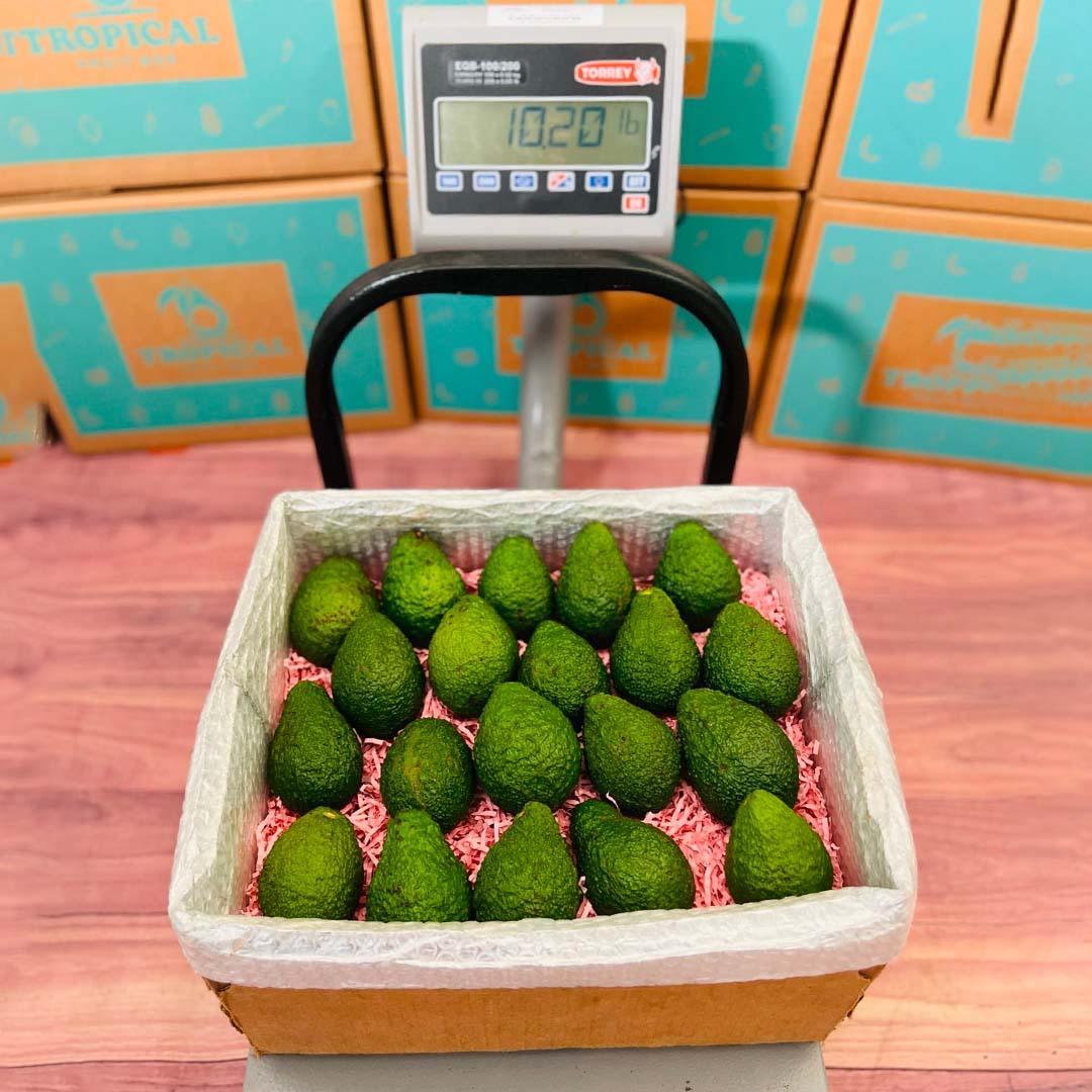 Avocado In Box Hass Avocado Box - Small (3 Pounds)