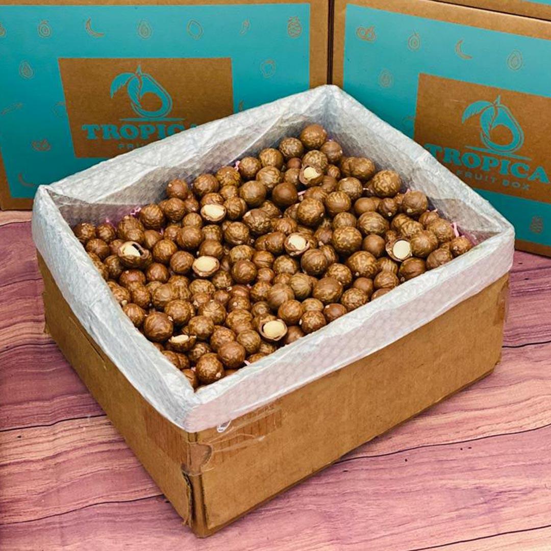 Macadamia Nuts in the shell box