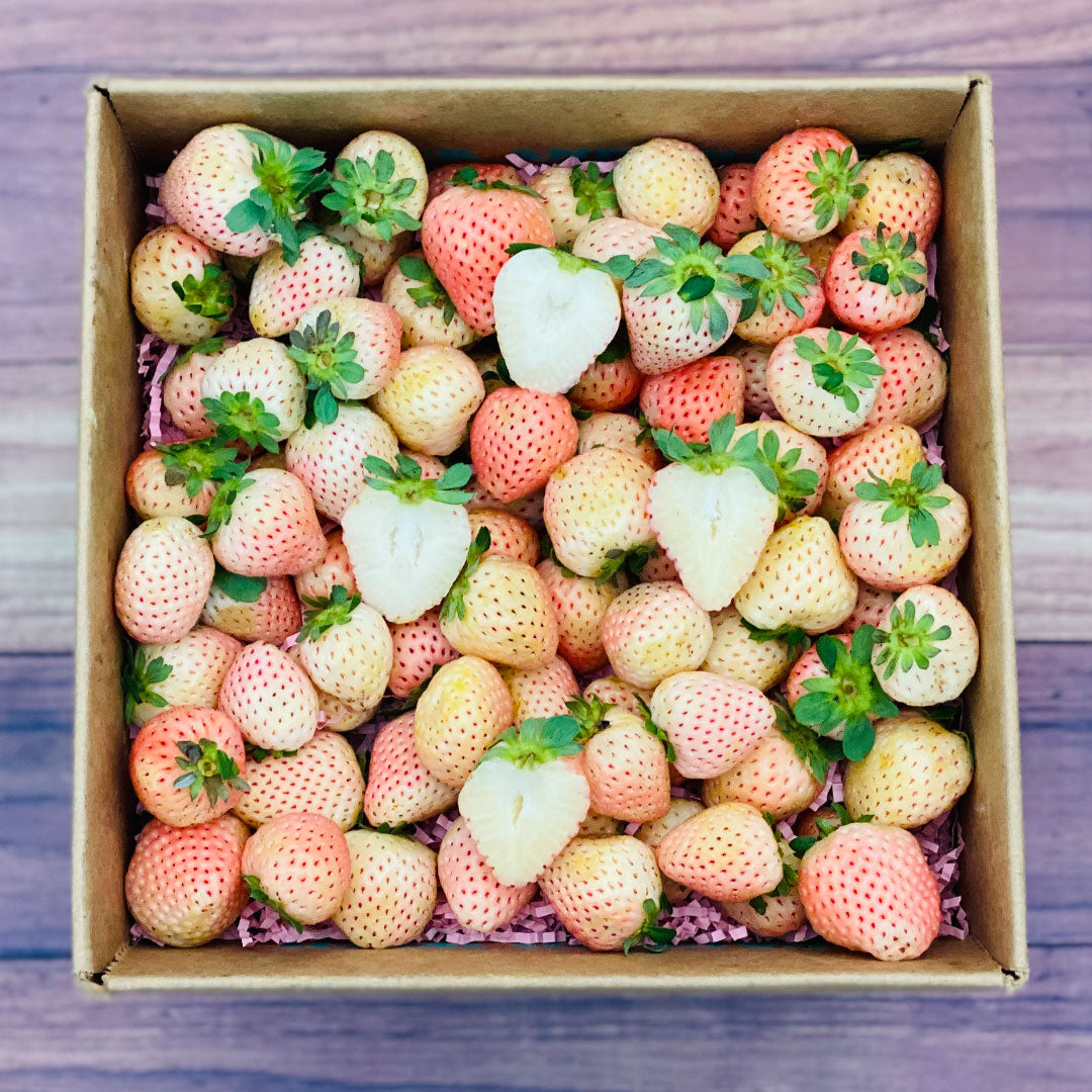 Pineberry White Strawberries 