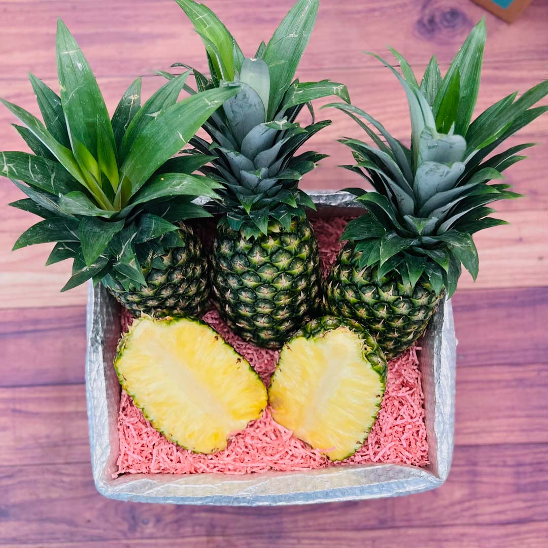Buy online Pineapple or pineapple plant
