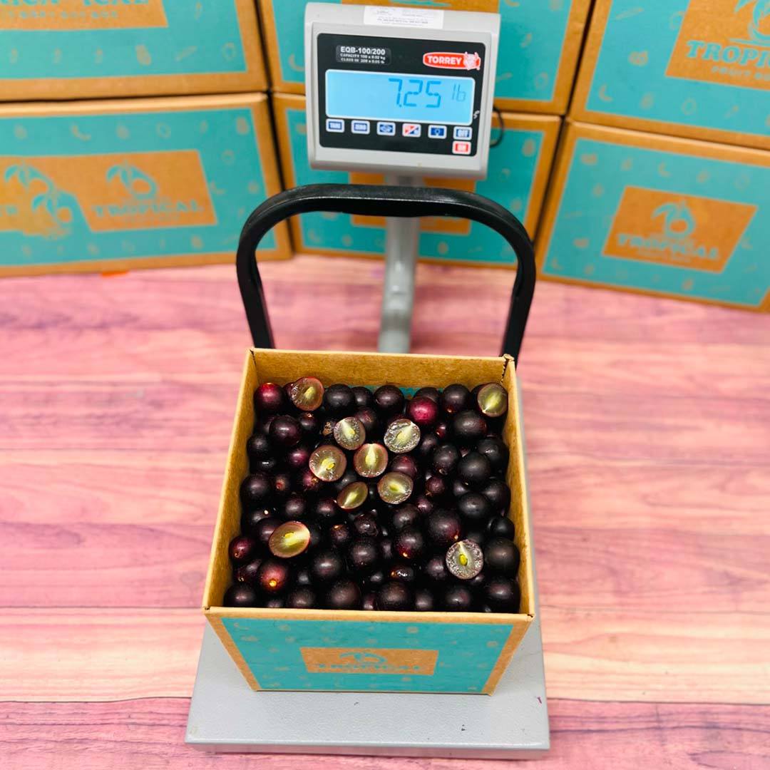 Red Muscadine Grape Box - Large (8 Pounds) - Tropical Fruit Box