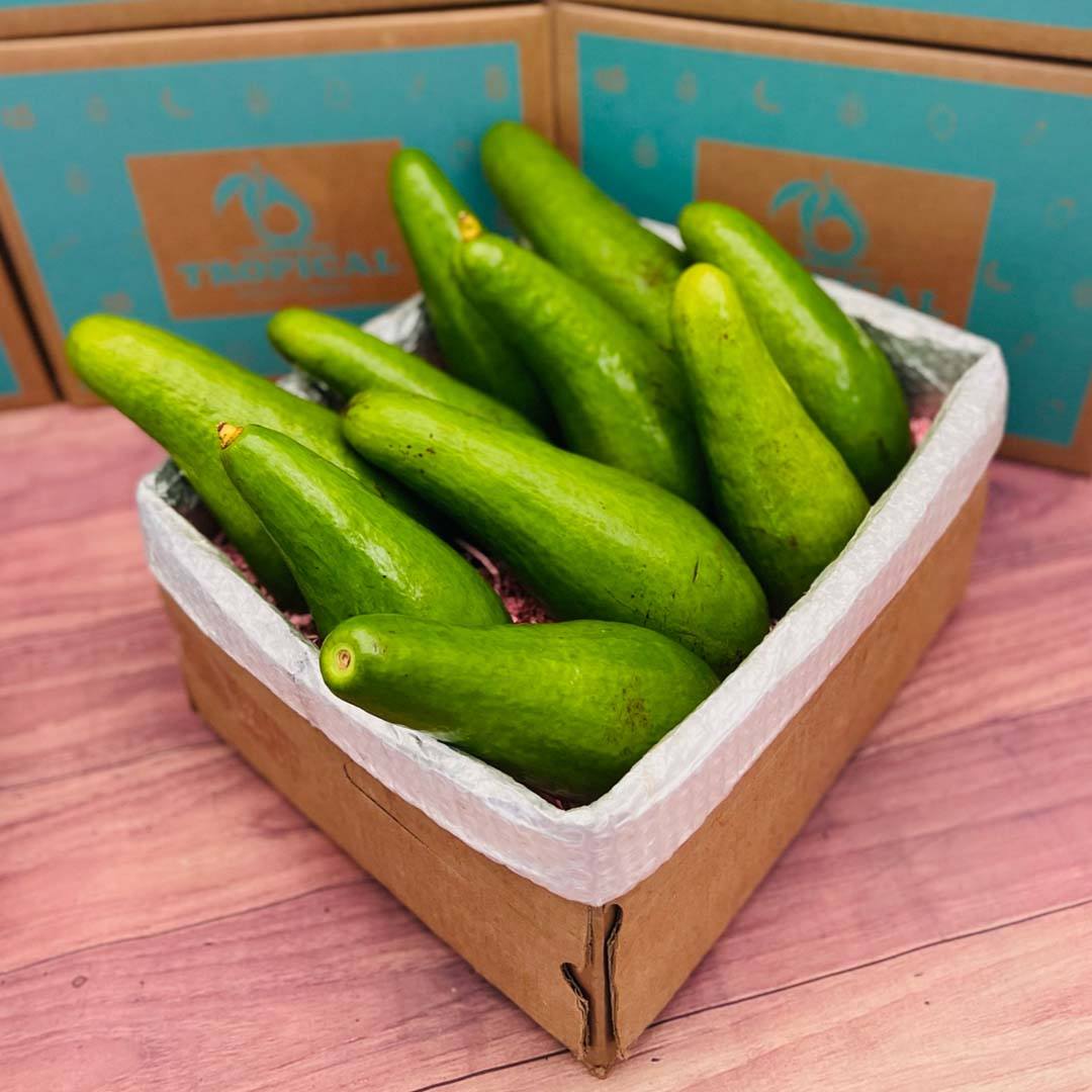 Avocado In Box Russell Long Neck Avocado Box - Small (5 Pounds)