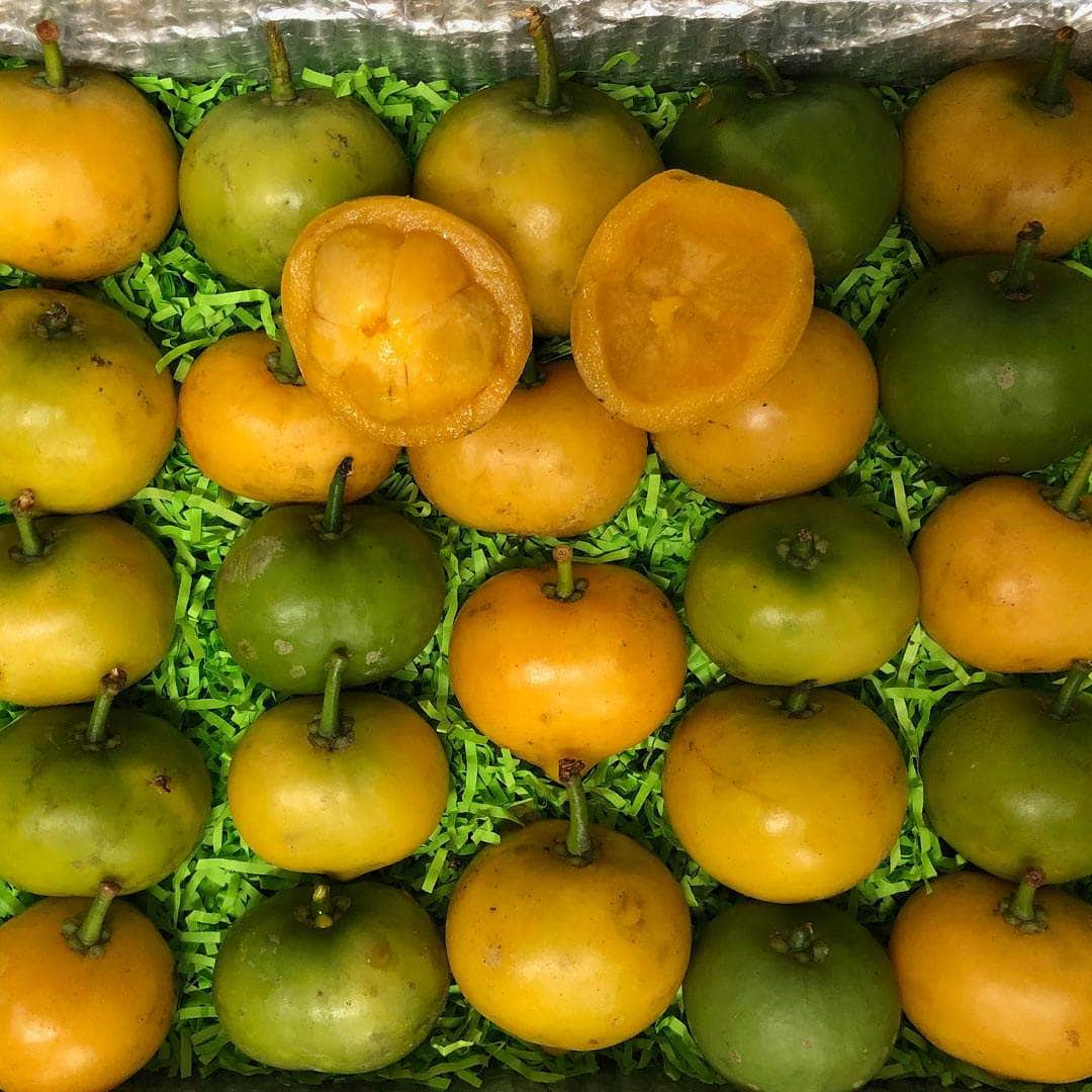 Gamboge | Yellow Mangosteen Fruit Box Tropical Fruit Box Large (8 Pounds) 00879502003396