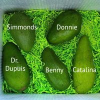 Thumbnail for Tropical Avocado Tasting Box